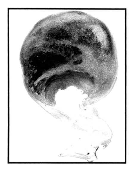 Paper 043 · fig-4