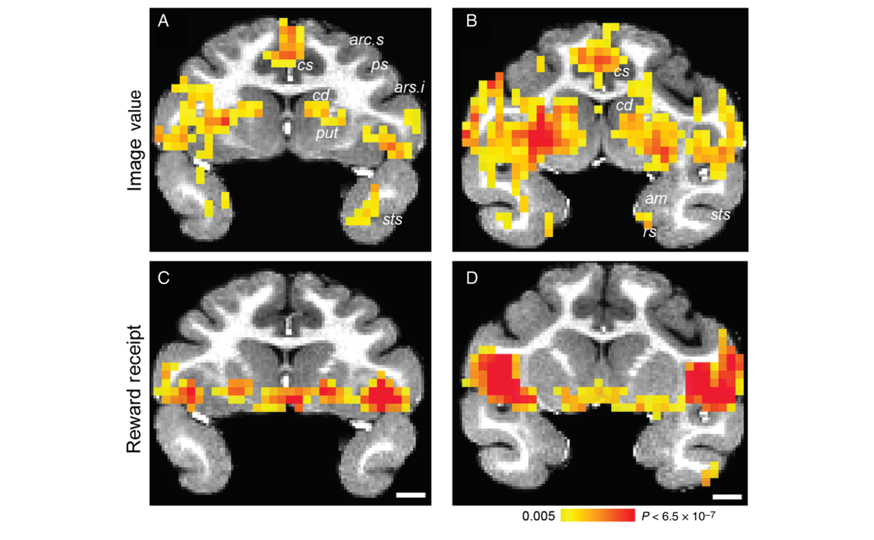 Paper 132 · fig-11